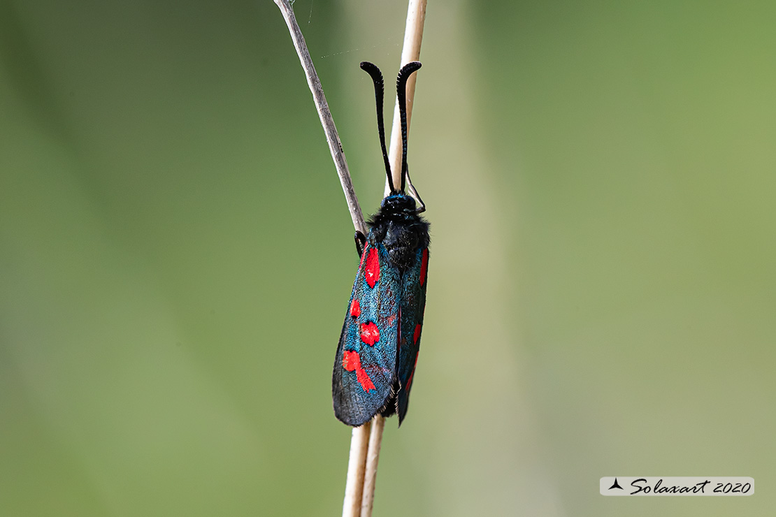 Zygaena oxytropis