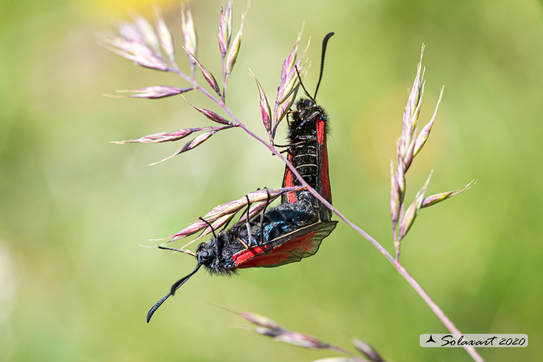 Zygaena purpuralis