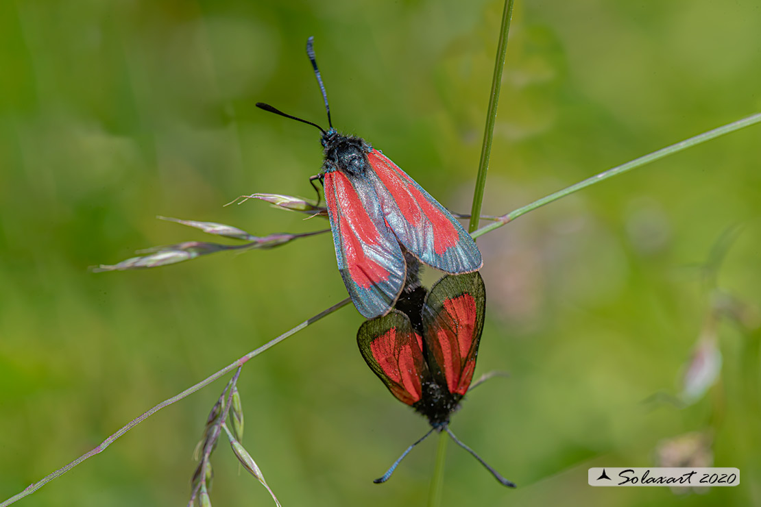 Zygaena purpuralis