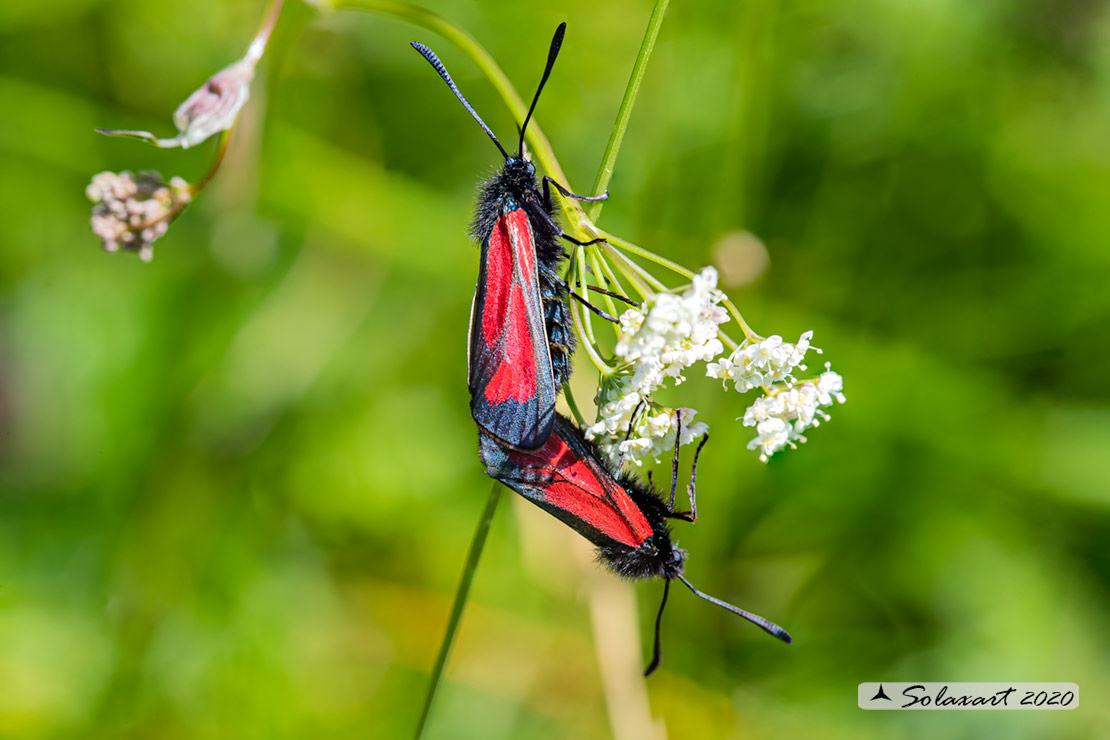 Zygaena purpuralis