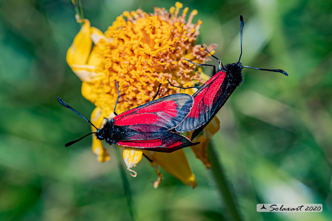 Zygaena purpuralis