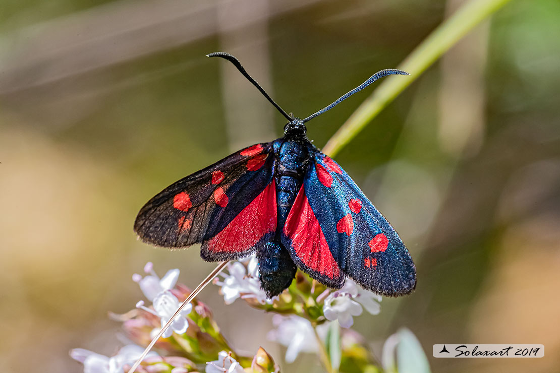 Zygaena transalpina