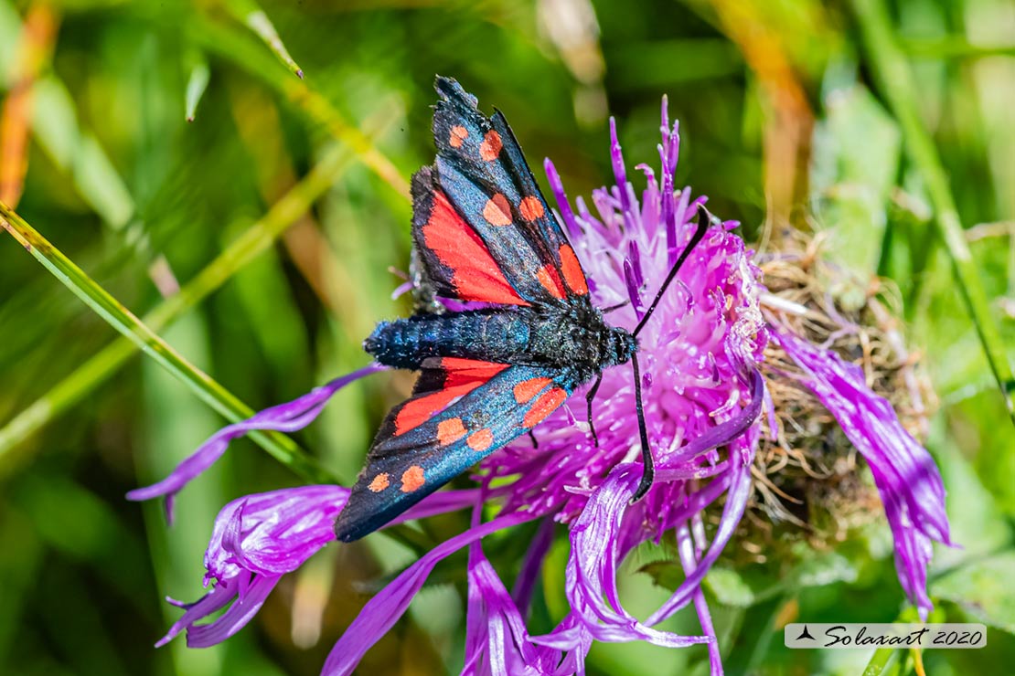 Zygaena transalpina