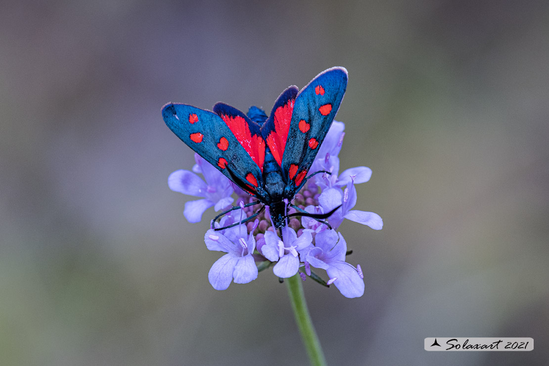 Zygaena transalpina