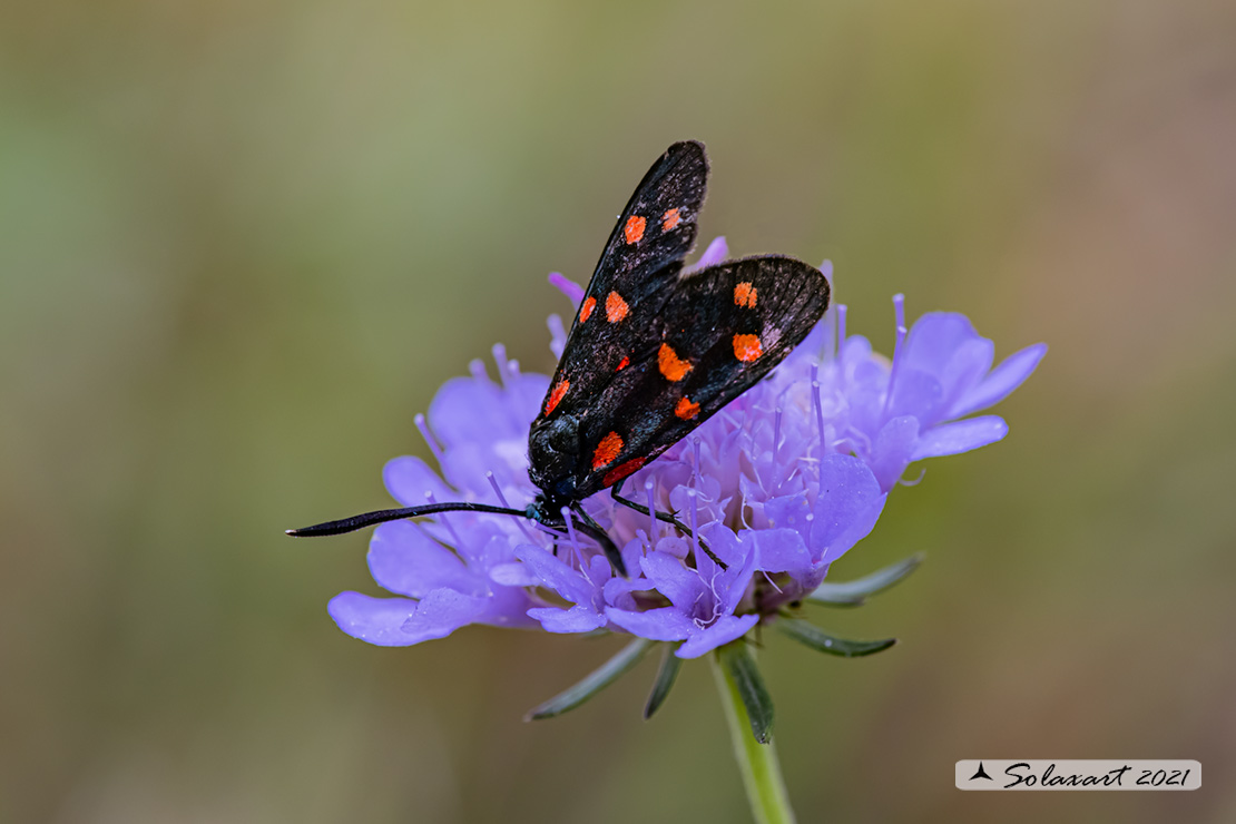 Zygaena transalpina