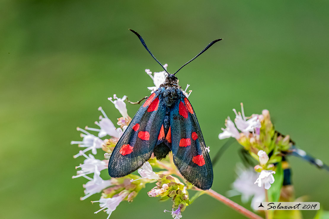 Zygaena trifolii: Zigena; Five-spot burnet