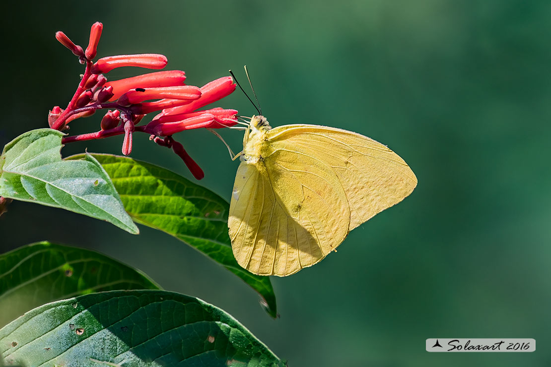 kricogonia lyside - Guayacan sulphur
