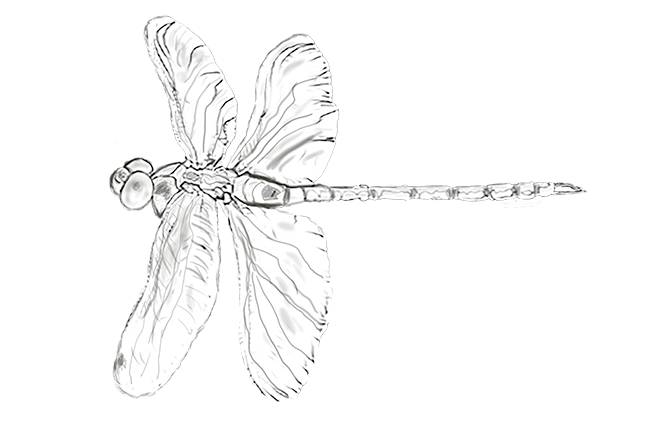 Odonata - Anisoptera