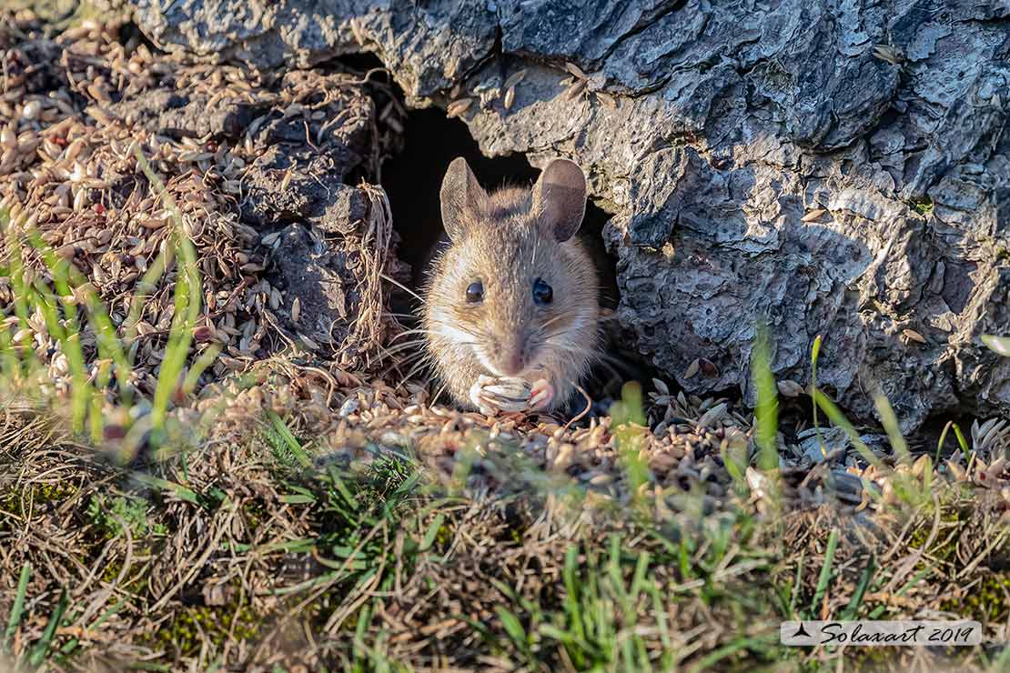 Apodemus_sylvaticus - Wood mouse