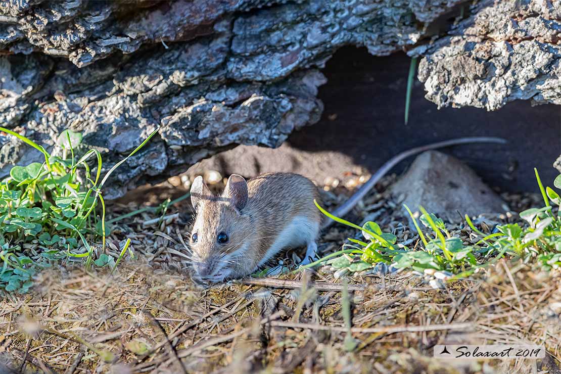 Apodemus_sylvaticus - Wood mouse