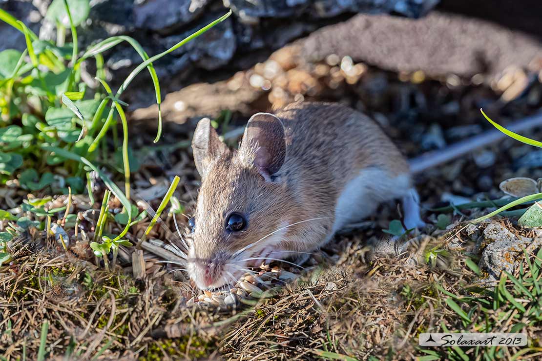 Apodemus_sylvaticus - Wood mouse