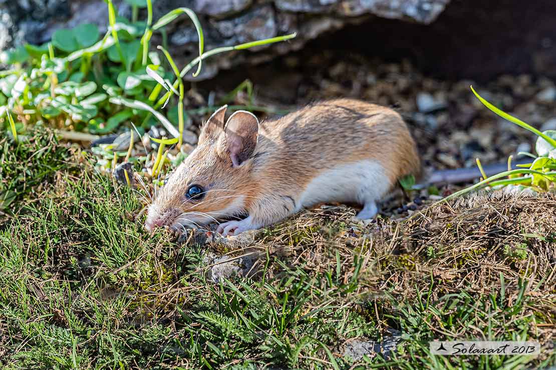 Apodemus_sylvaticus - Wood mouse