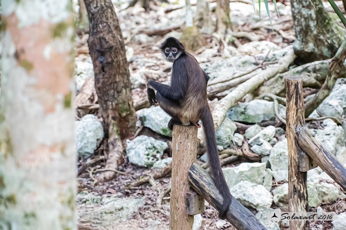 Ateles geoffroyi yucatanensis - Scimmia ragno dello Yucatan - Yucatán Spider Monkey