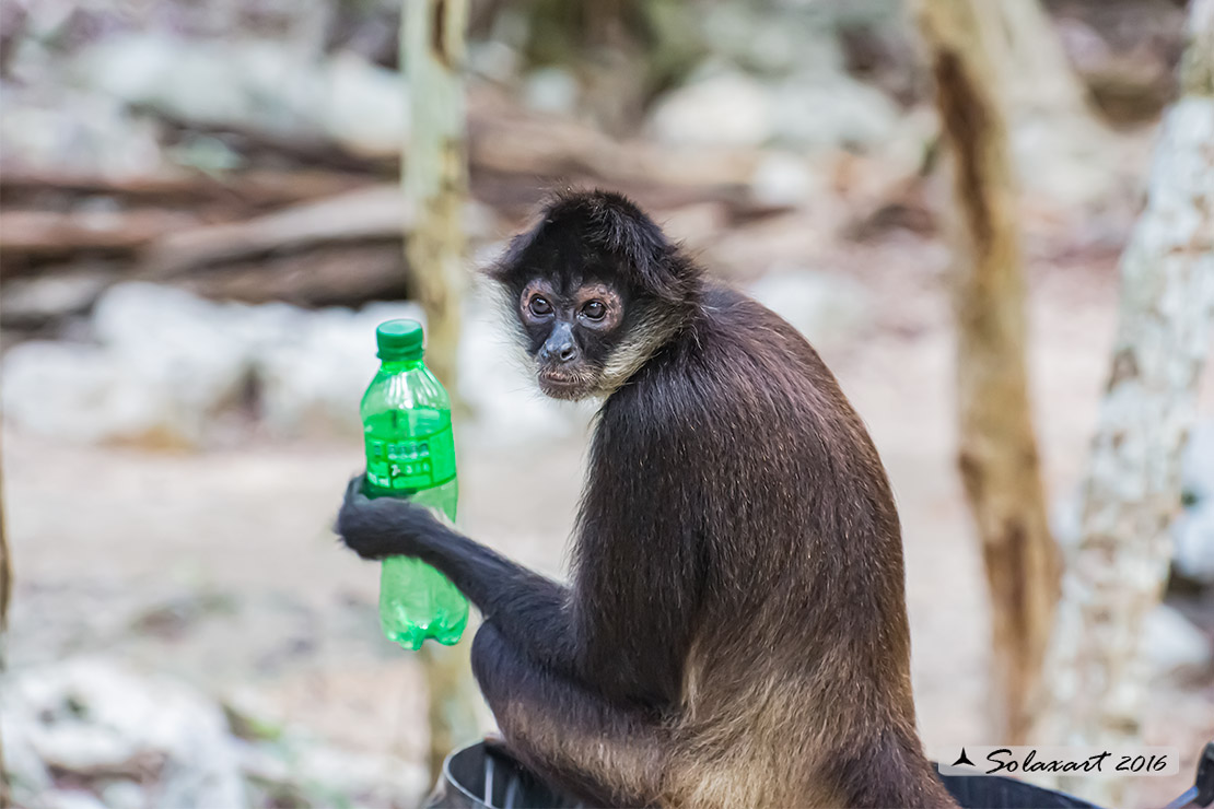 Ateles geoffroyi yucatanensis - Scimmia ragno dello Yucatan - Yucatán Spider Monkey