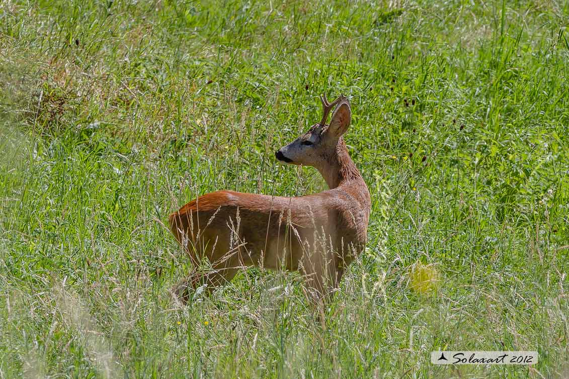 Capreolus capreolus: Capriolo; Roe deer