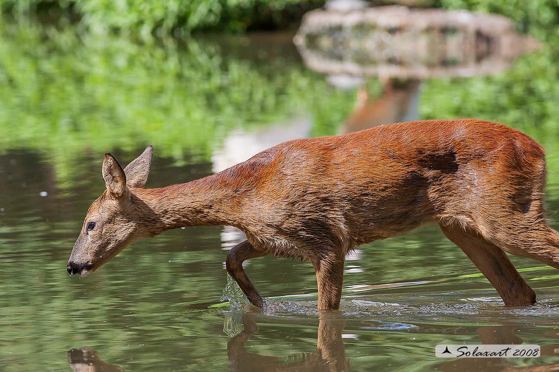 Capreolus capreolus: Capriolo; Roe deer