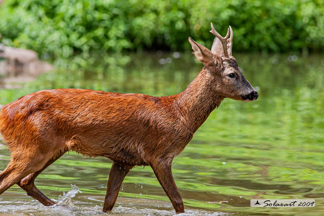 Capreolus capreolus: Capriolo; Roe deer