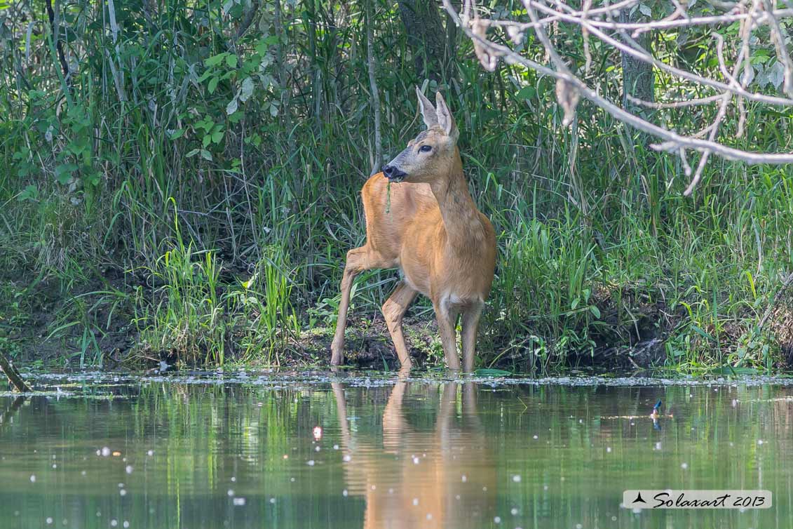 Capreolus capreolus: Capriolo; Roe deer