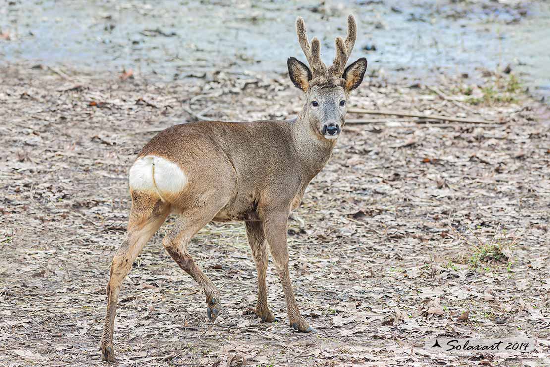 Capreolus capreolus: Capriolo; Roe deer