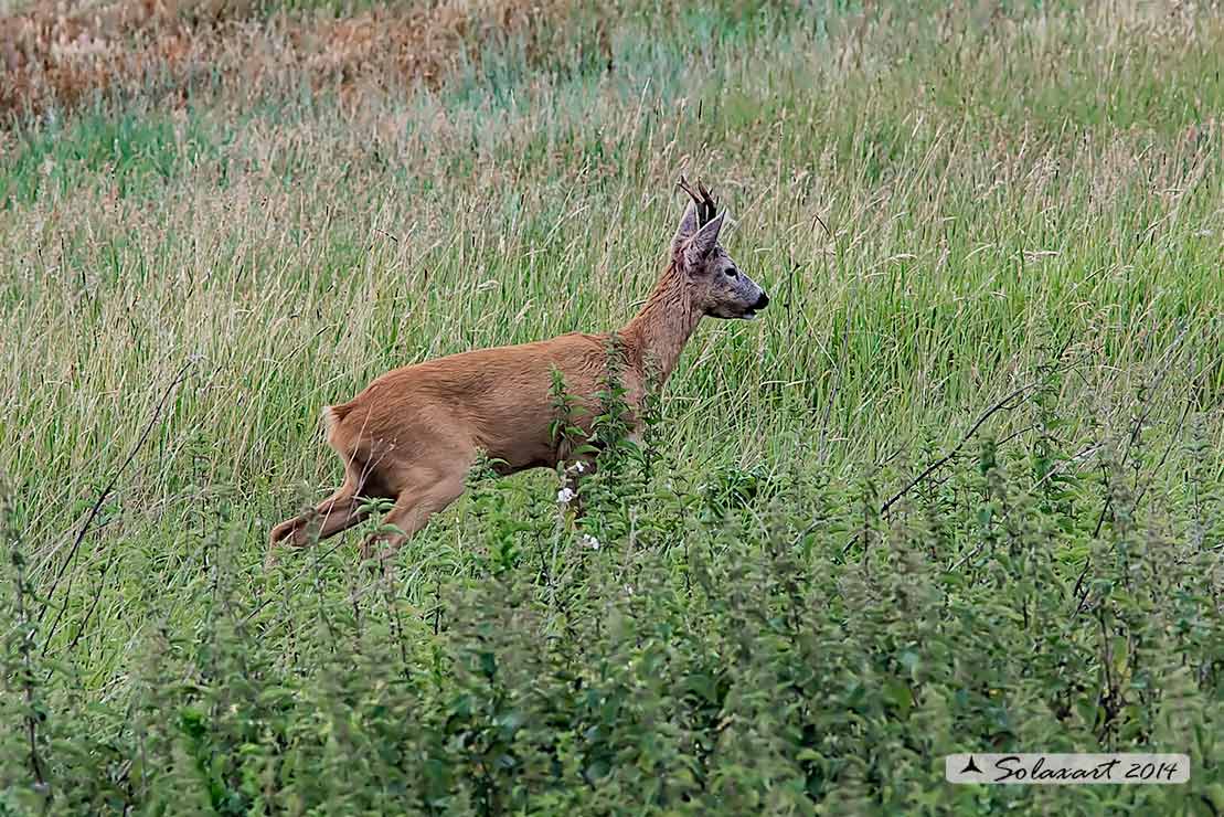 Capreolus capreolus: Capriolo; Roe deer