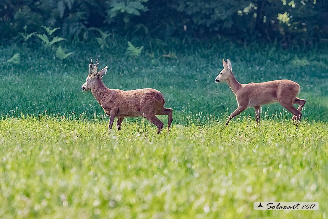 Capreolus capreolus: Capriolo; Roe deer