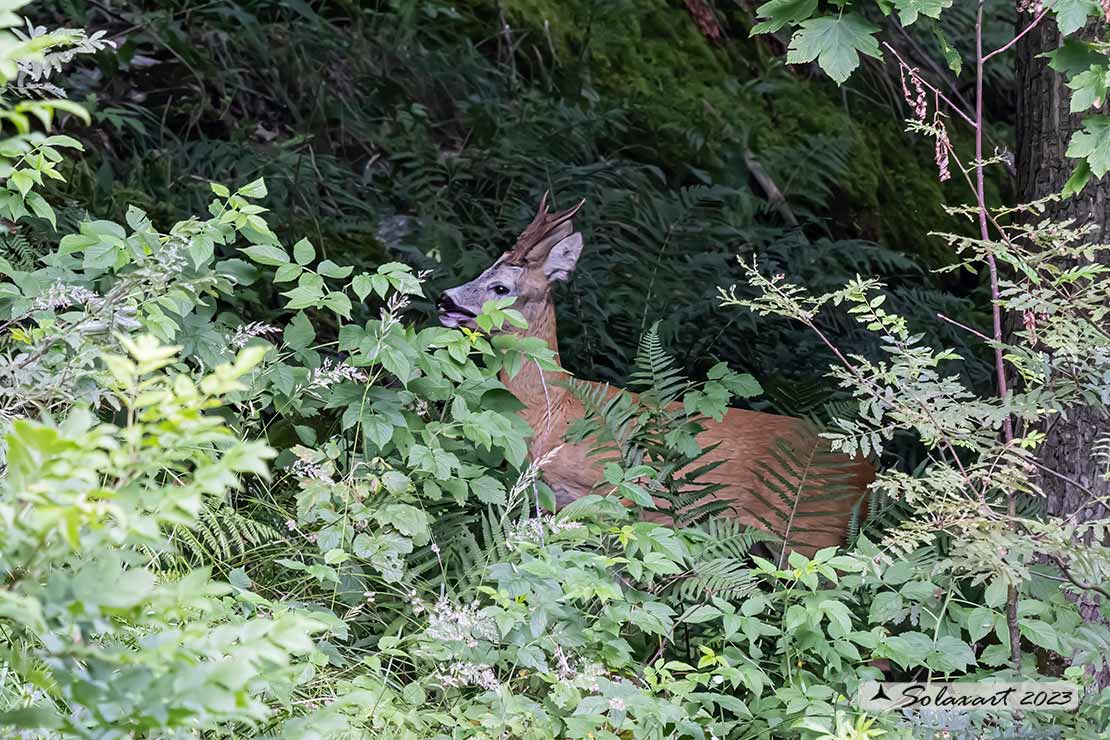 Capreolus capreolus: Capriolo; Roe deer