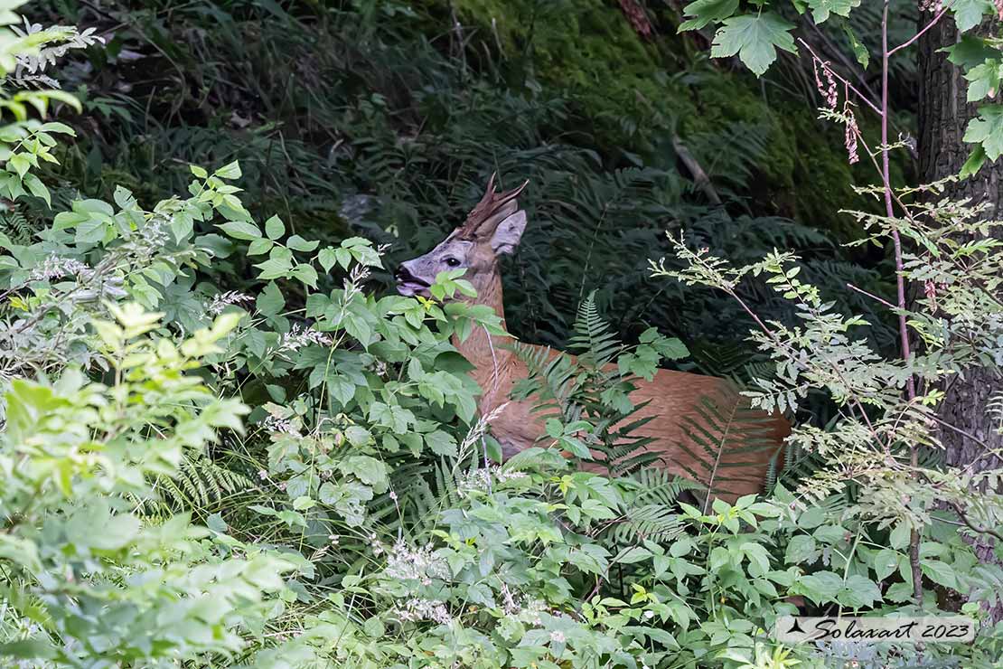 Capreolus capreolus: Capriolo; Roe deer