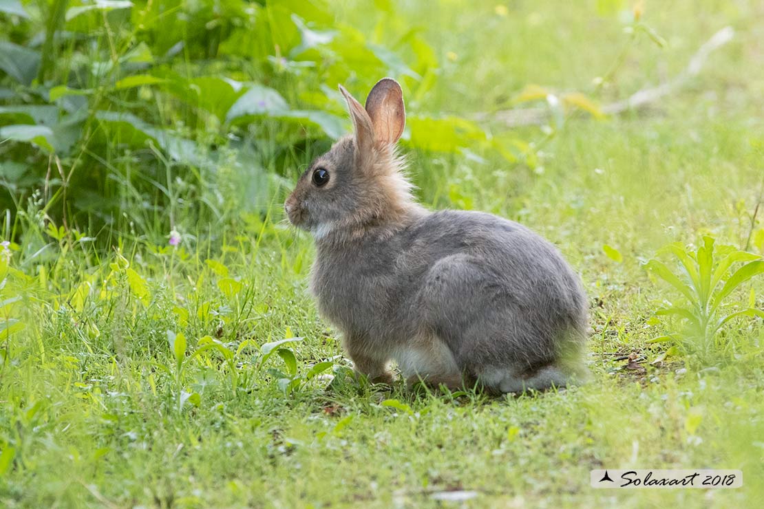 Oryctolagus cuniculus:  Coniglio selvatico; Wild rabbit