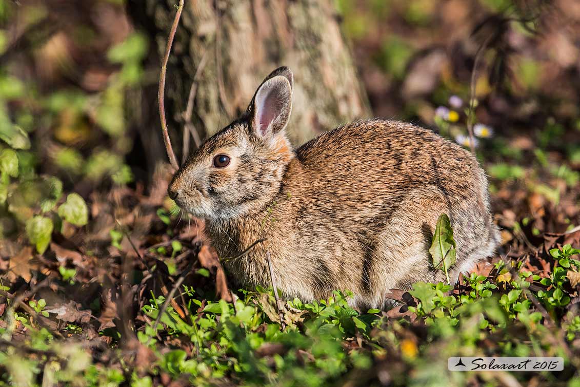 Oryctolagus cuniculus:  Coniglio selvatico; Wild rabbit