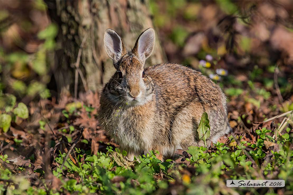 Oryctolagus cuniculus:  Coniglio selvatico; Wild rabbit