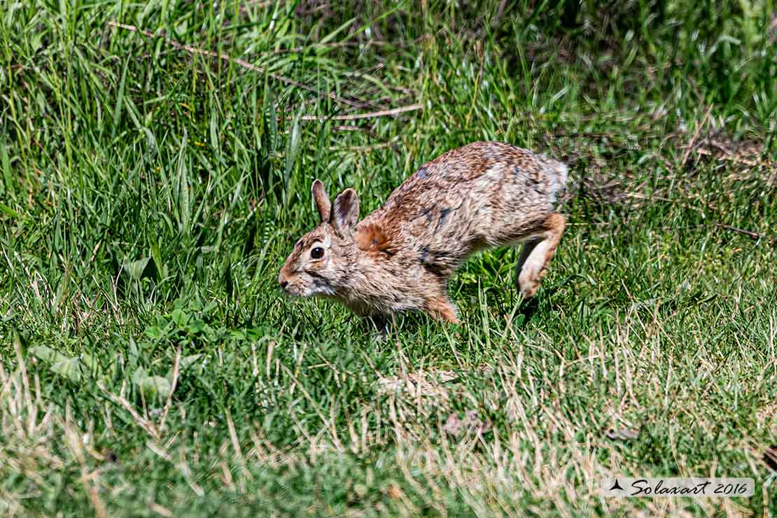 Oryctolagus cuniculus:  Coniglio selvatico; Wild rabbit