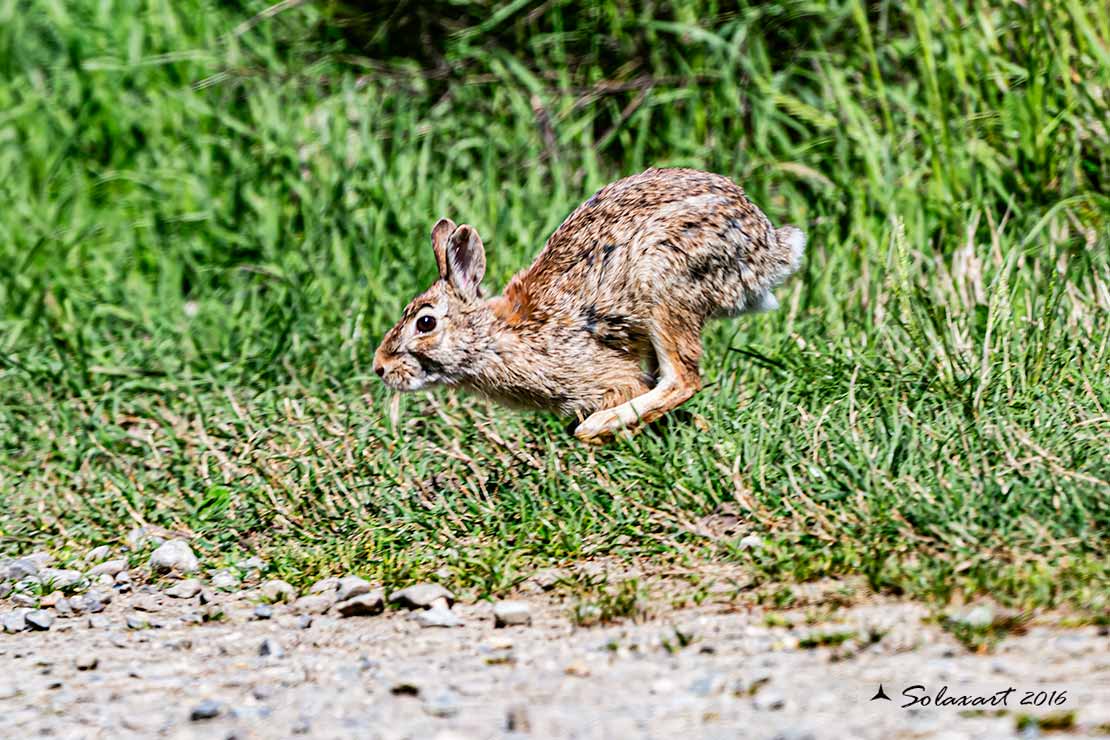 Oryctolagus cuniculus:  Coniglio selvatico; Wild rabbit