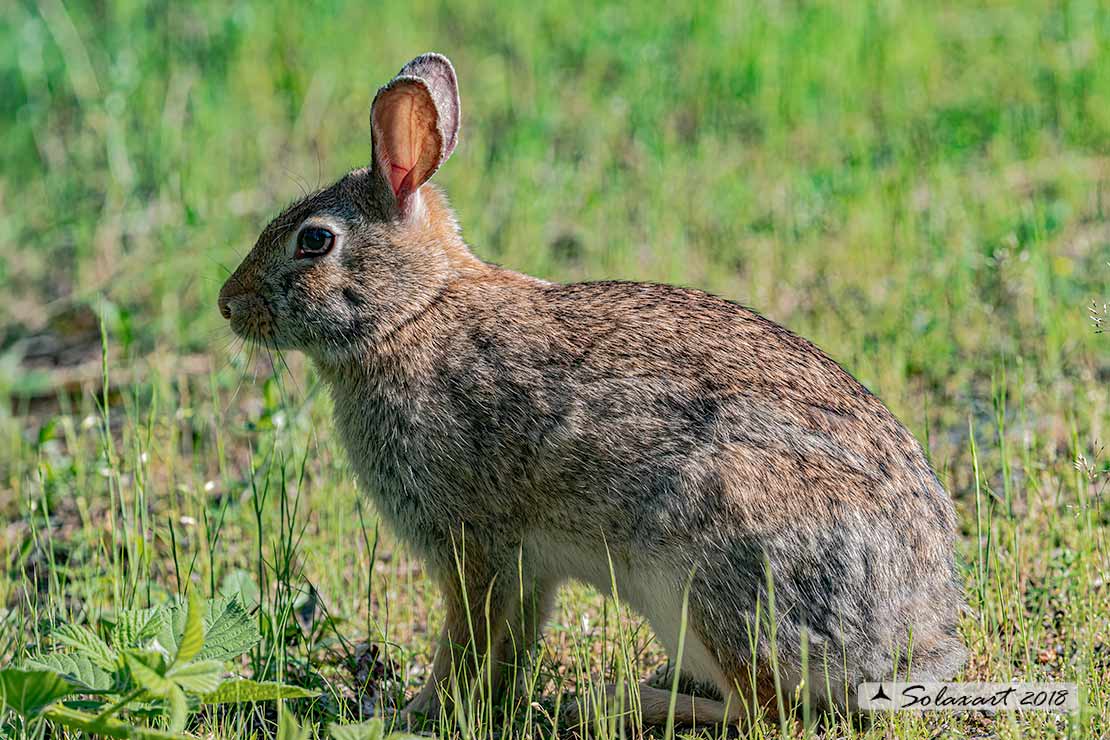 Oryctolagus cuniculus:  Coniglio selvatico; Wild rabbit