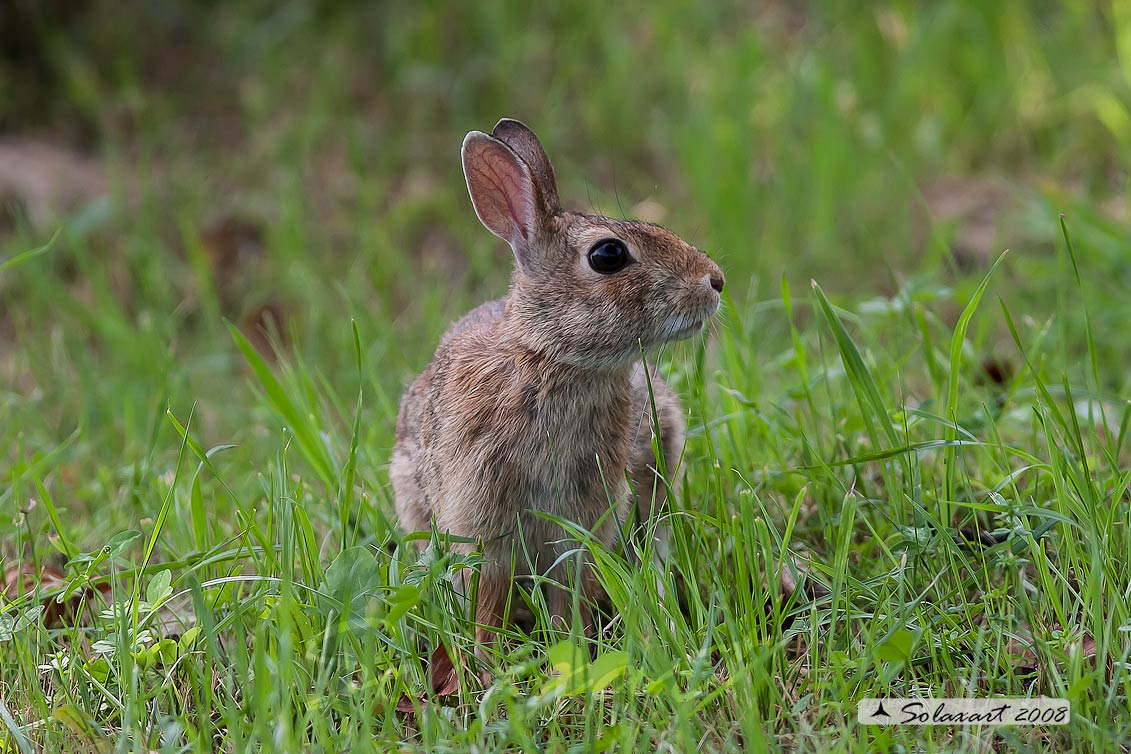Oryctolagus cuniculus:  Coniglio selvatico; Wild rabbit
