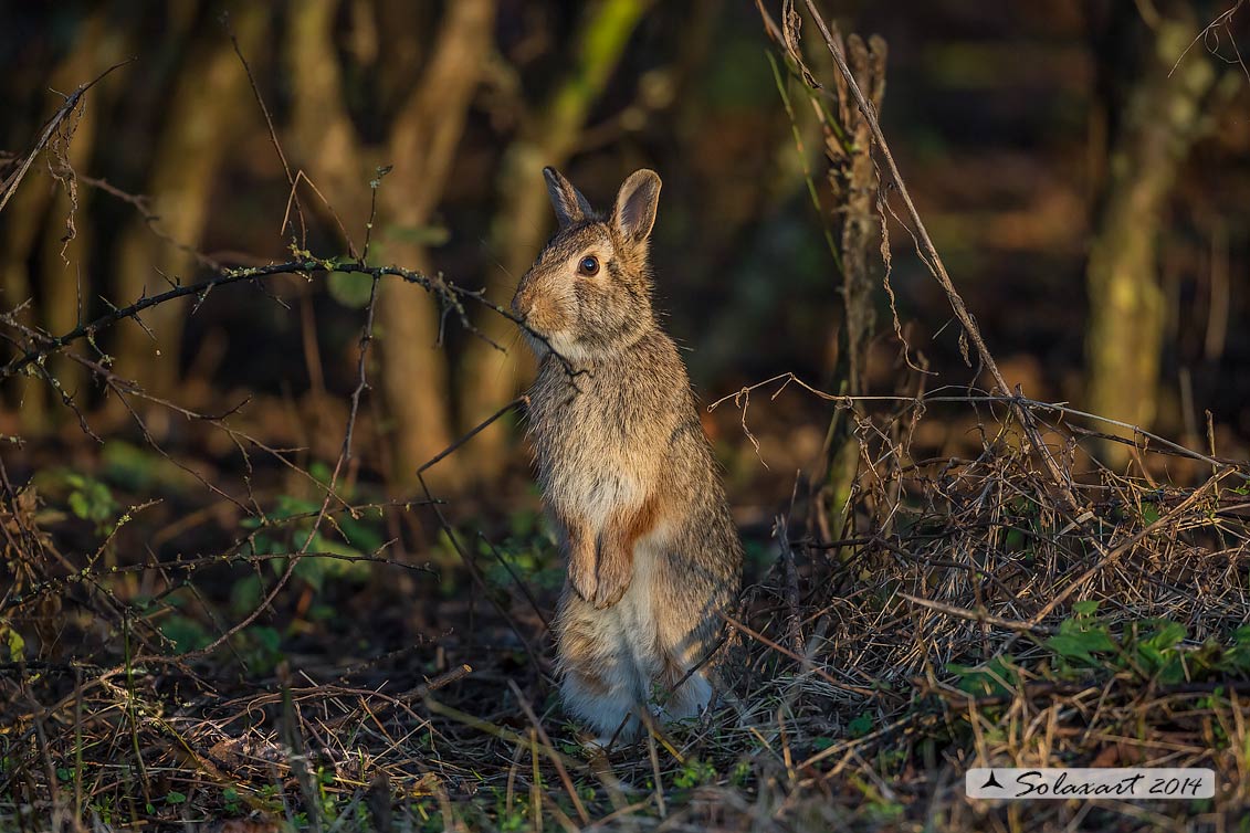 Oryctolagus cuniculus:  Coniglio selvatico; Wild rabbit