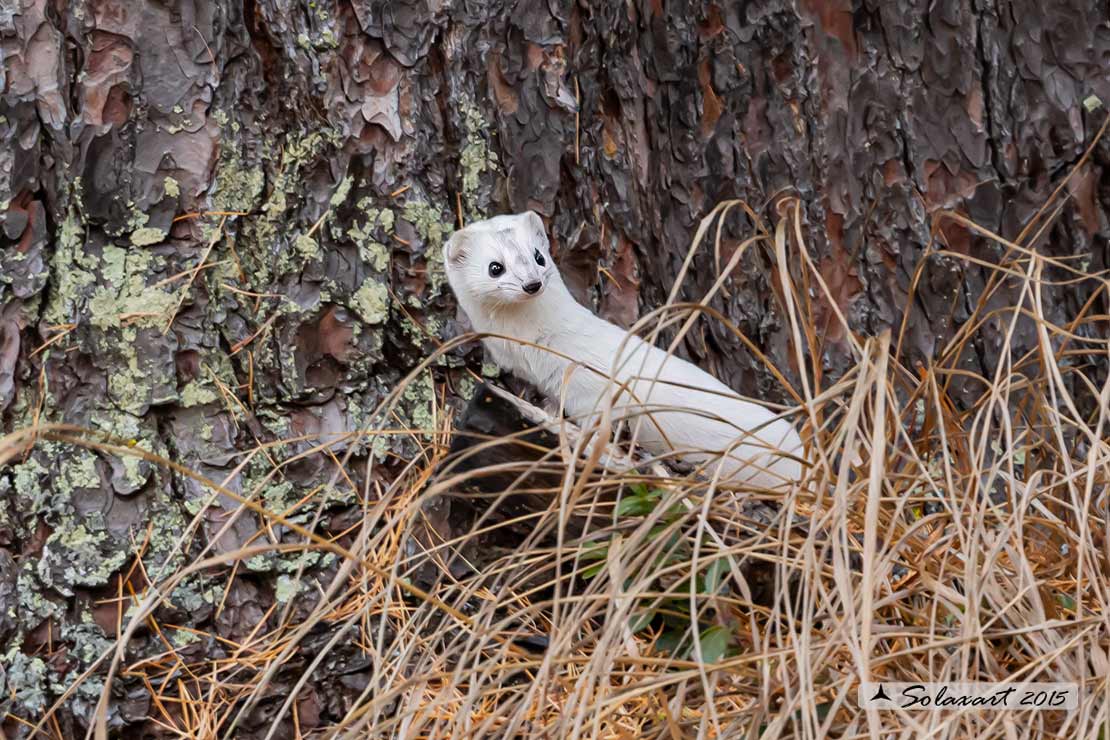 Mustela erminea : Ermellino ; Stoat