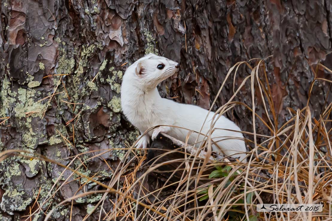 Mustela erminea : Ermellino ; Stoat