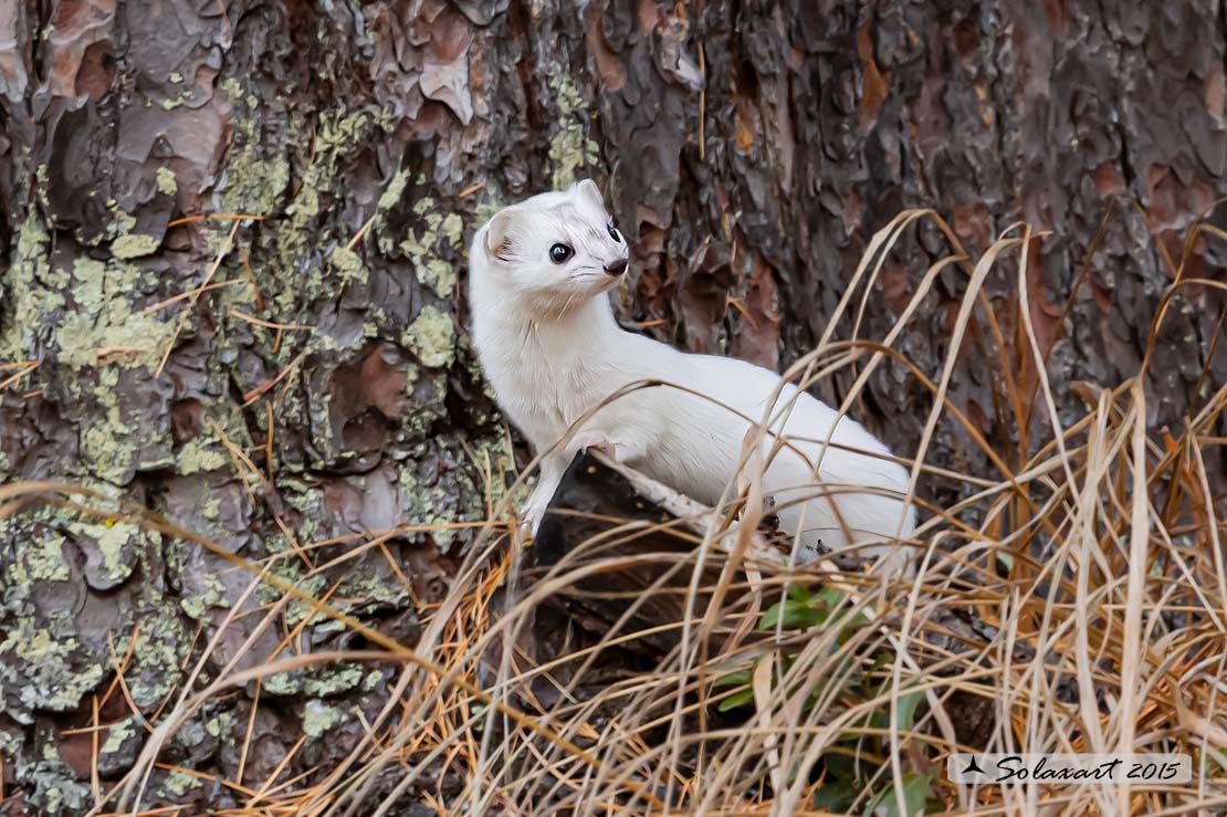 Mustela erminea : Ermellino ; Stoat