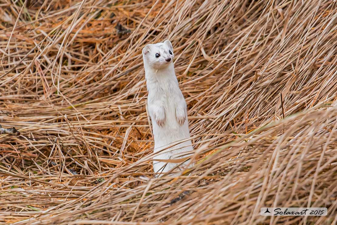 Mustela erminea : Ermellino ; Stoat