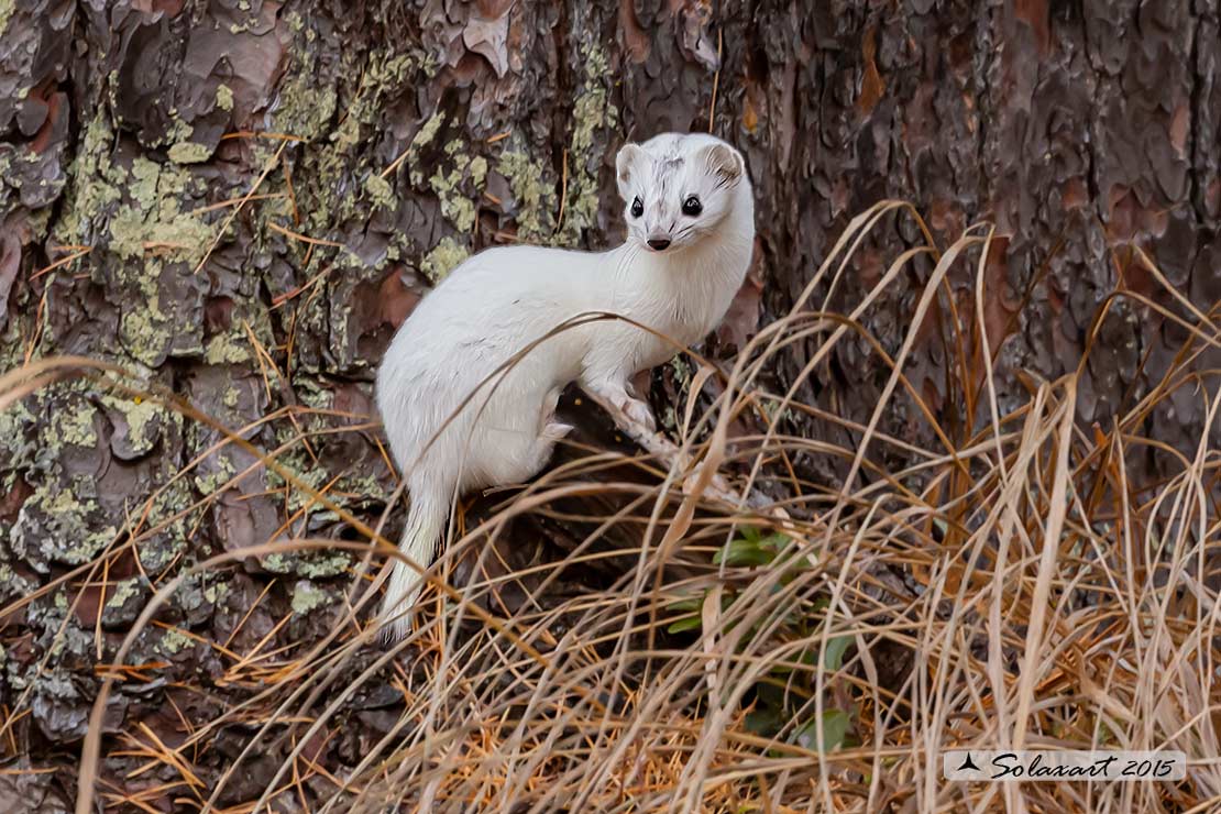 Mustela erminea : Ermellino ; Stoat