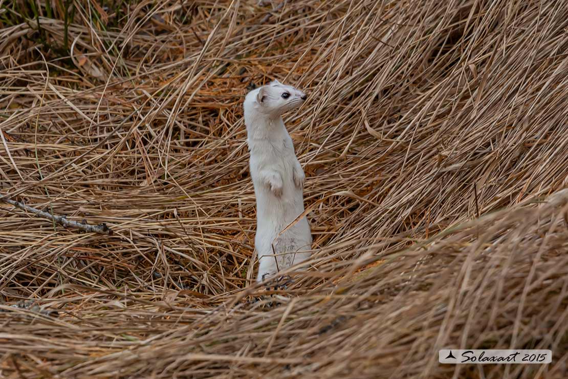 Mustela erminea : Ermellino ; Stoat