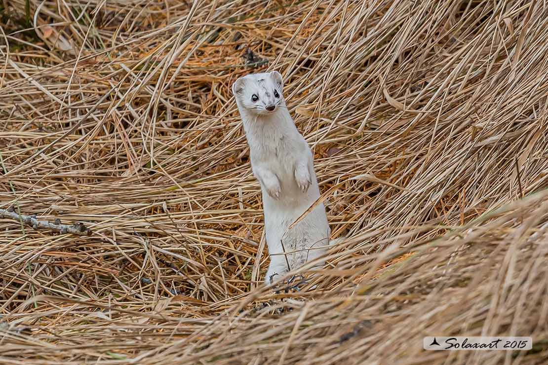 Mustela erminea : Ermellino ; Stoat