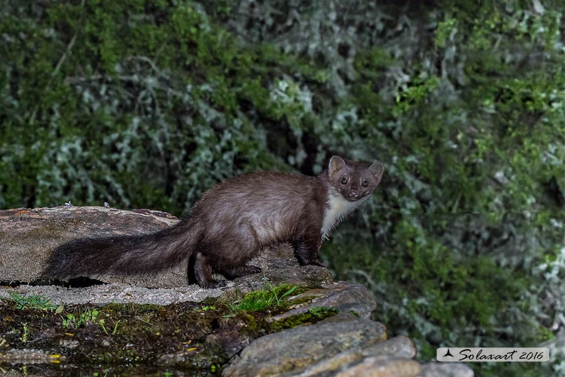 Martes foina: Faina; Beech marten
