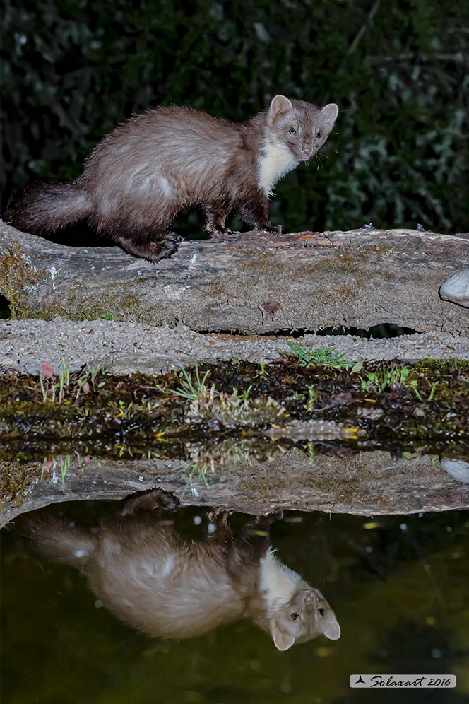 Martes foina: Faina; Beech marten