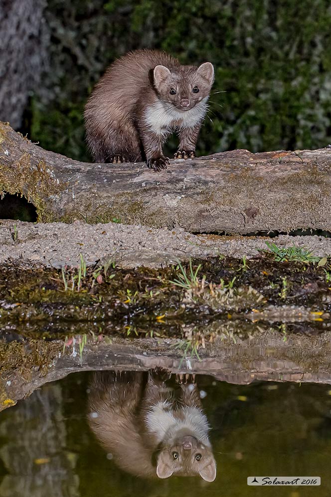 Martes foina: Faina; Beech marten