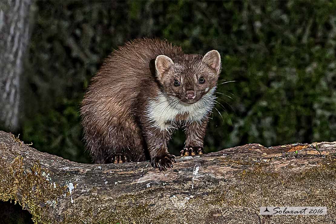 Martes foina: Faina; Beech marten
