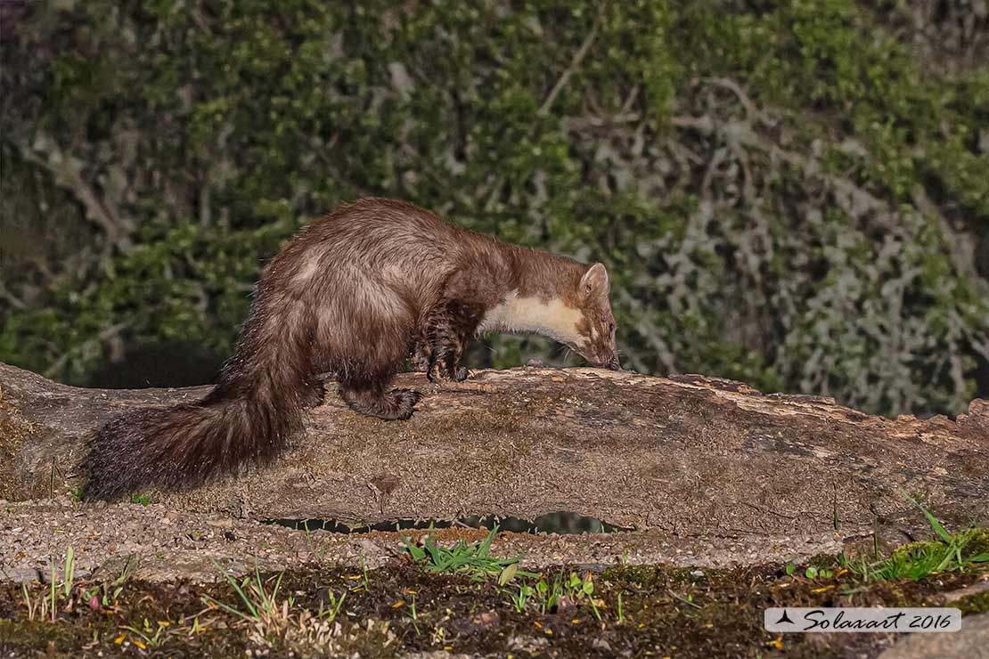 Martes foina: Faina; Beech marten