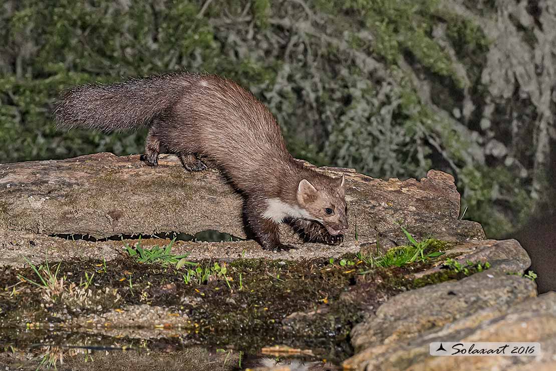 Martes foina: Faina; Beech marten