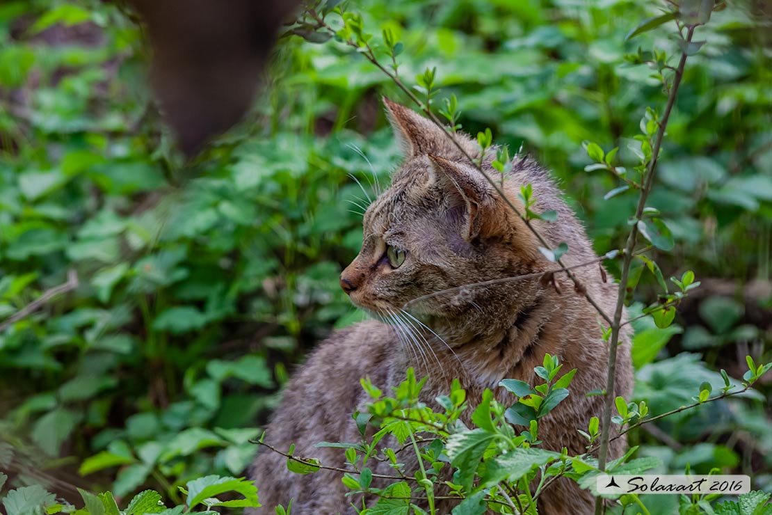 Felis silvestris silvestris - Gatto selvatico europeo - European wildcat