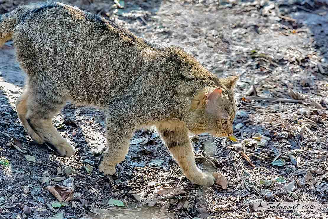 Felis silvestris silvestris - Gatto selvatico europeo - European wildcat